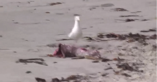 Resident Evil: Revelations viral promotions